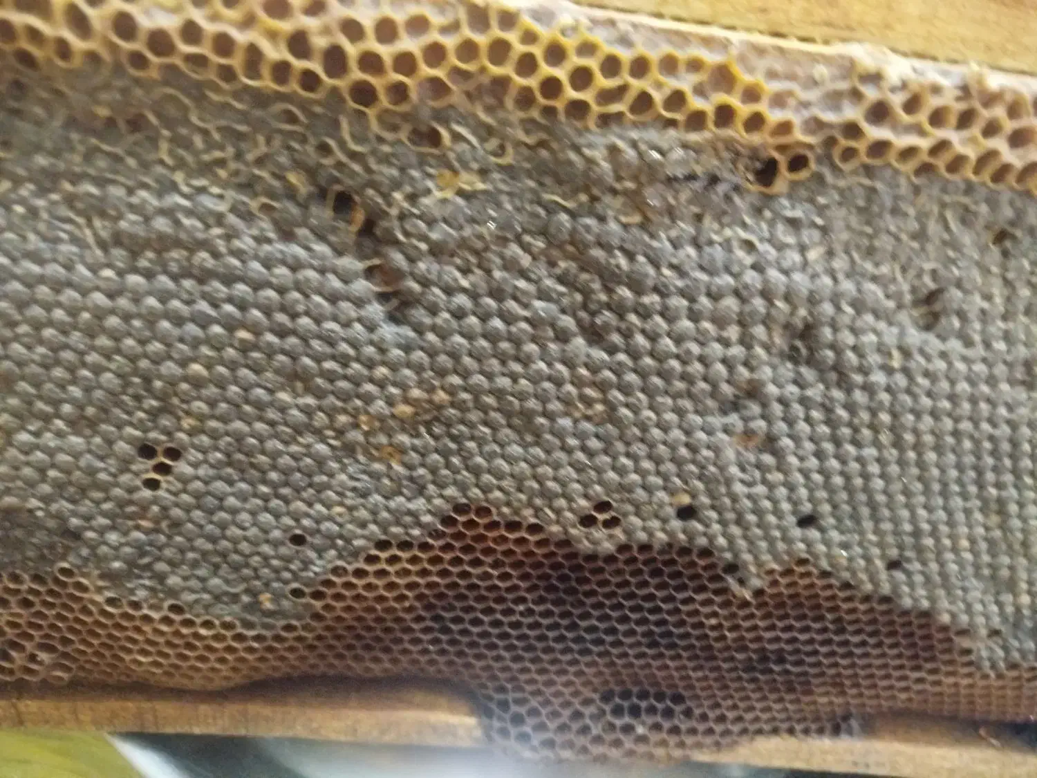 عسل و موم طبیعی|خوردنی و آشامیدنی|زرند, |دیوار