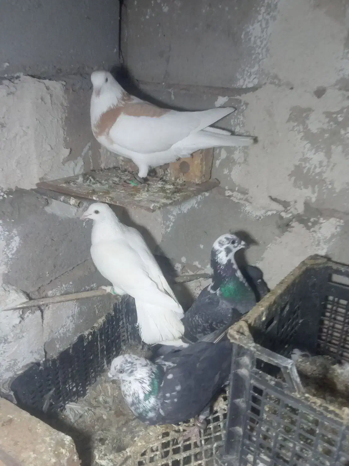 کبوتر|پرنده|میان جلگه, |دیوار