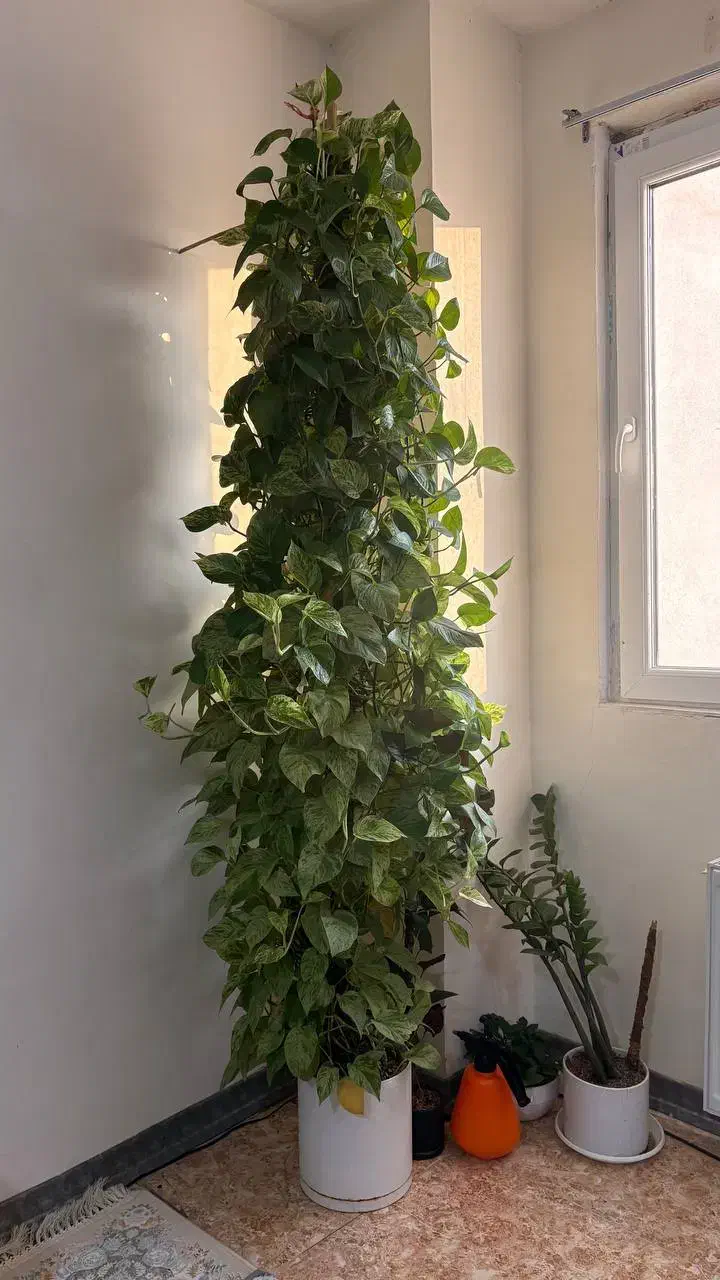 گل پتوس مرمری|گل و گیاه طبیعی|پرند, فاز ۵|دیوار