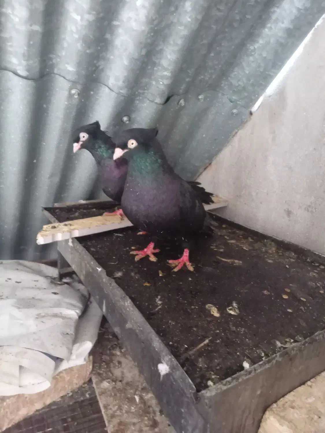 سیاه ابادانی|پرنده|خرمشهر, |دیوار