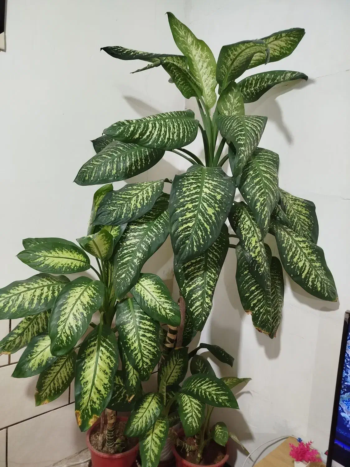 گیاه اپارتمانی دیفن گل|گل و گیاه طبیعی|شیراز, شهرک امام حسن|دیوار