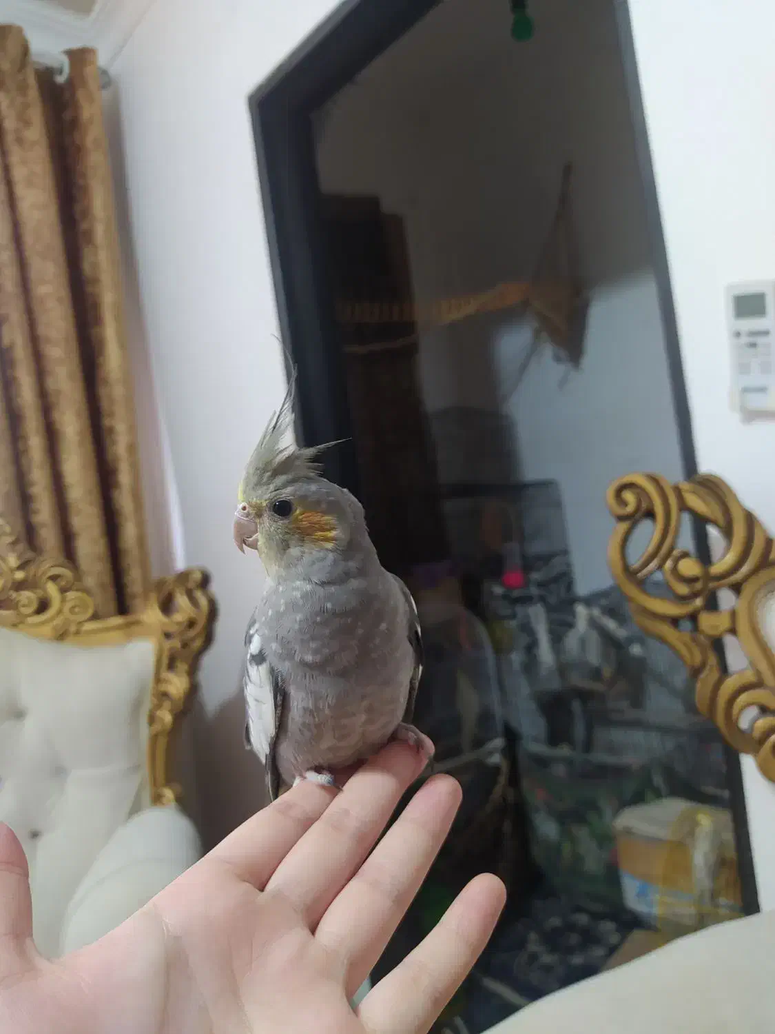 عروس هلندی دوماهه|پرنده|رشت, جانبازان|دیوار