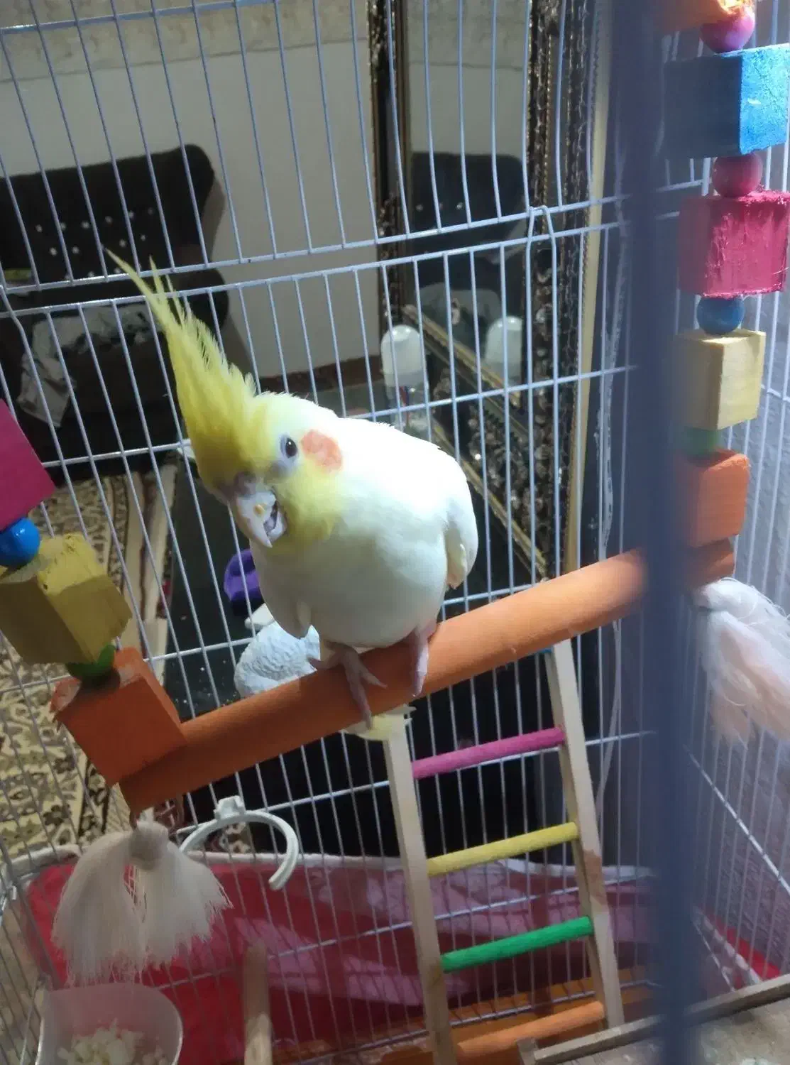 عروس هلندی|پرنده|اردبیل, |دیوار