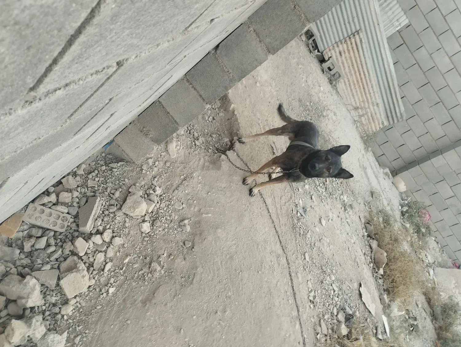 سگ مالینویزنگهبان|سگ|بهارستان, |دیوار