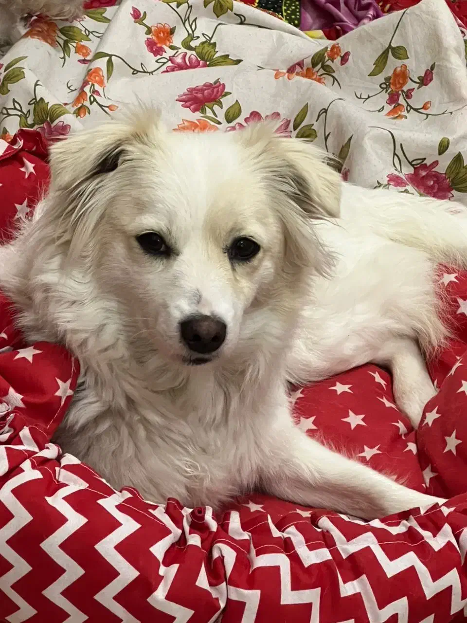 سگ نژاد اشپیتزه|سگ|تبریز, |دیوار