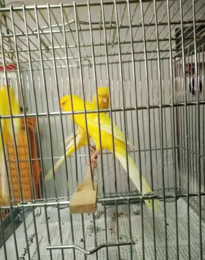 قناری رسمی بلند|پرنده|تهران, گلستان (شهرک راه آهن)|دیوار