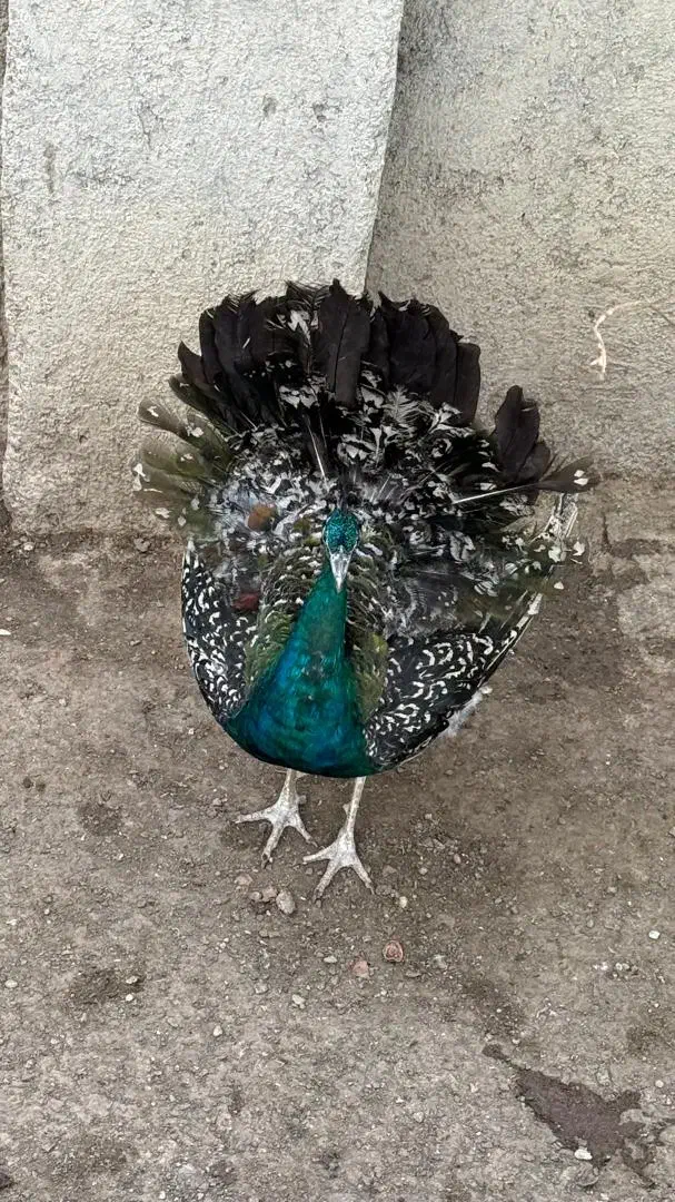 طاووس|پرنده|رودهن, |دیوار