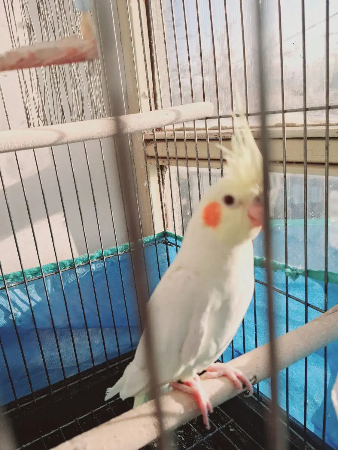 پرندە|پرنده|قروه, |دیوار