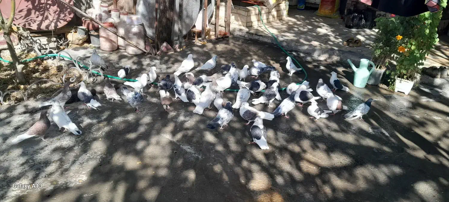 کفتر دوکت زغالی ۳۰عددیکجا|پرنده|مهاجران, |دیوار