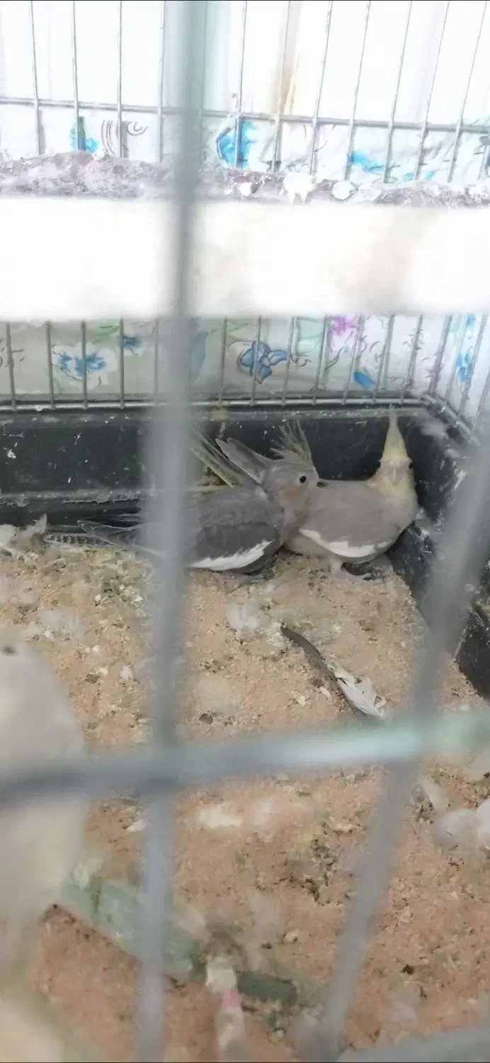 گمشده عروس هلن ی|حیوانات|تبریز, |دیوار