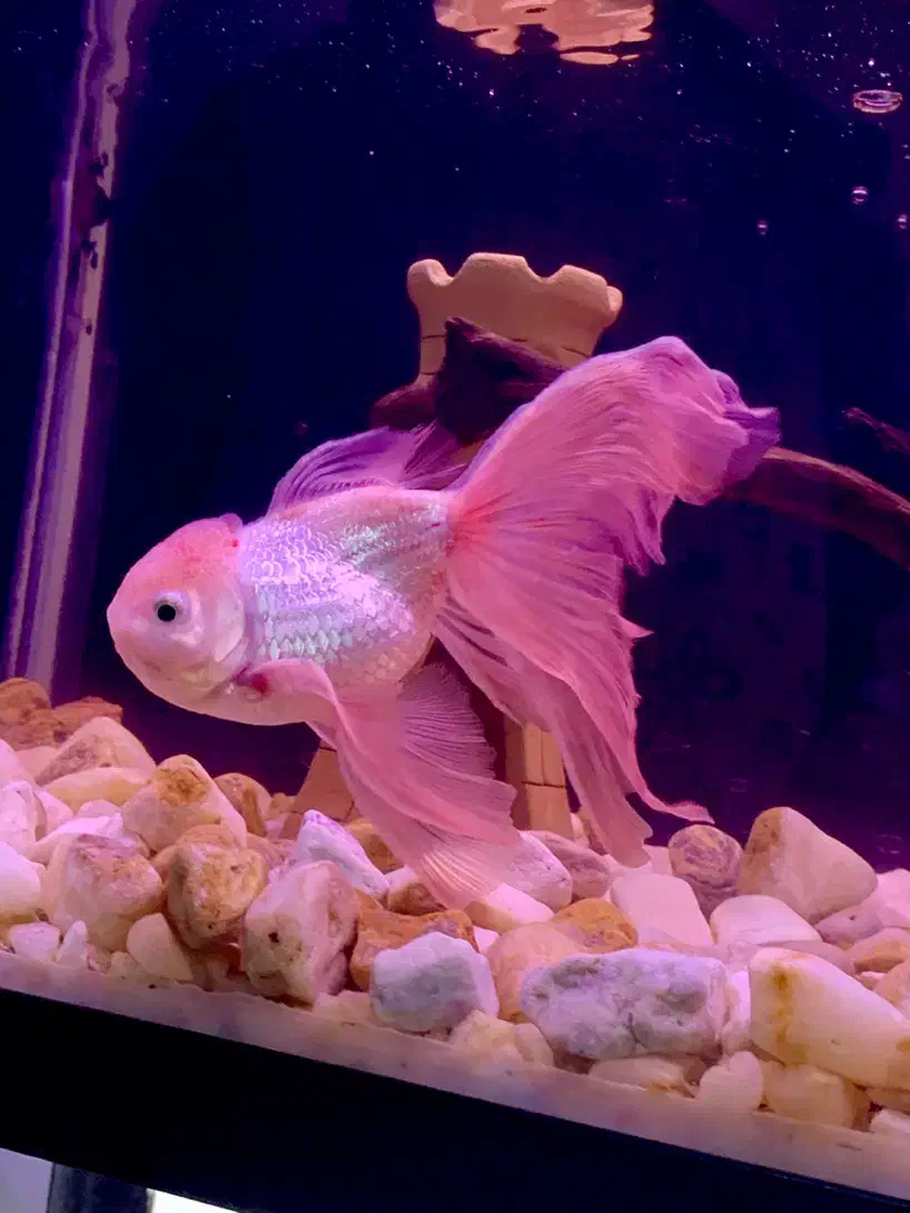 ماهی گلدفیش،گوپی،پلاتی،لجن خوار|ماهی|مرند, |دیوار