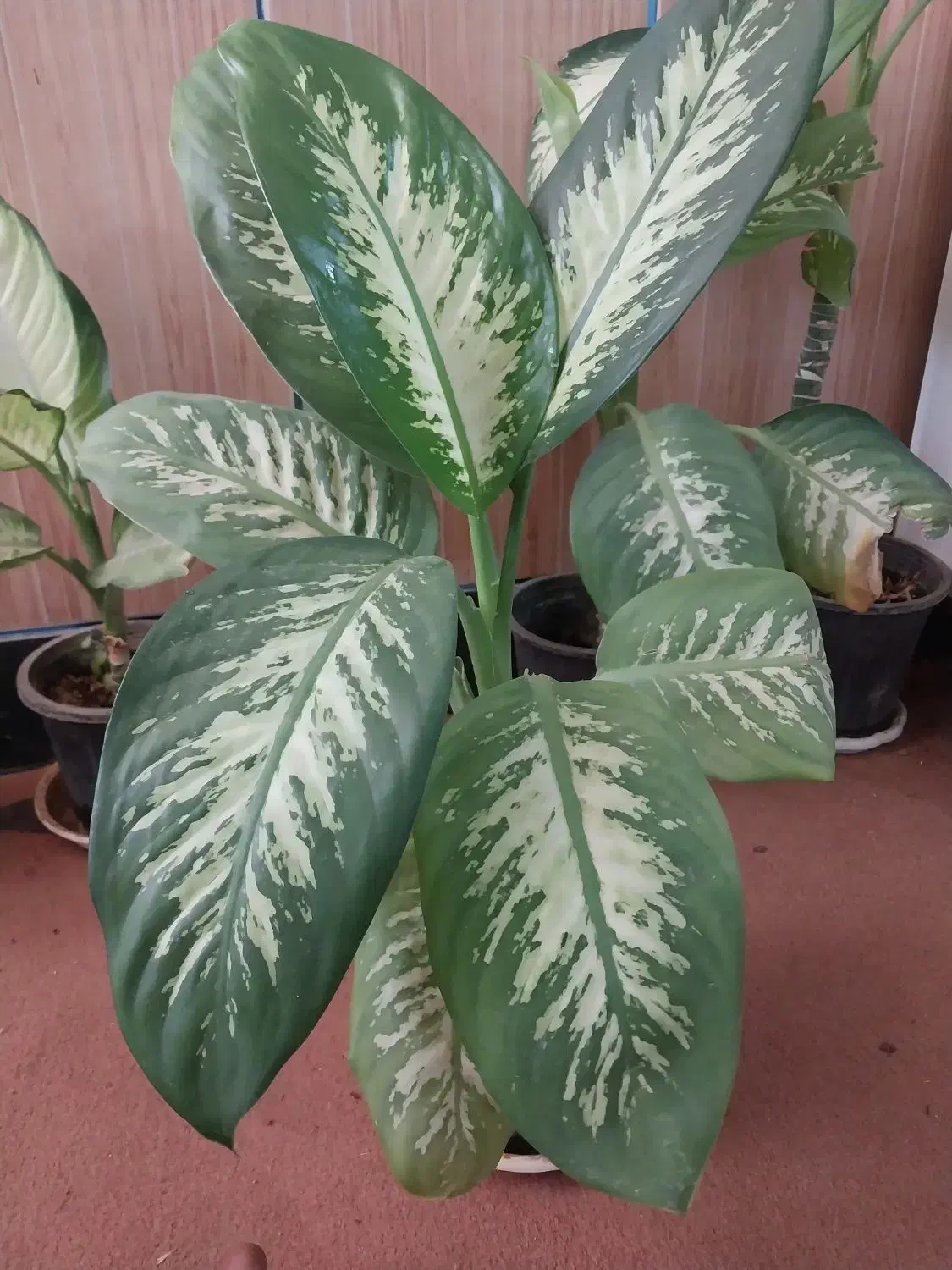 انواع گل اپارتمانی|گل و گیاه طبیعی|نهاوند, |دیوار