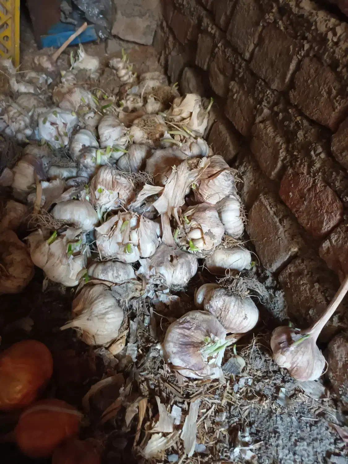 سیرخانگی|خوردنی و آشامیدنی|خان ببین, |دیوار