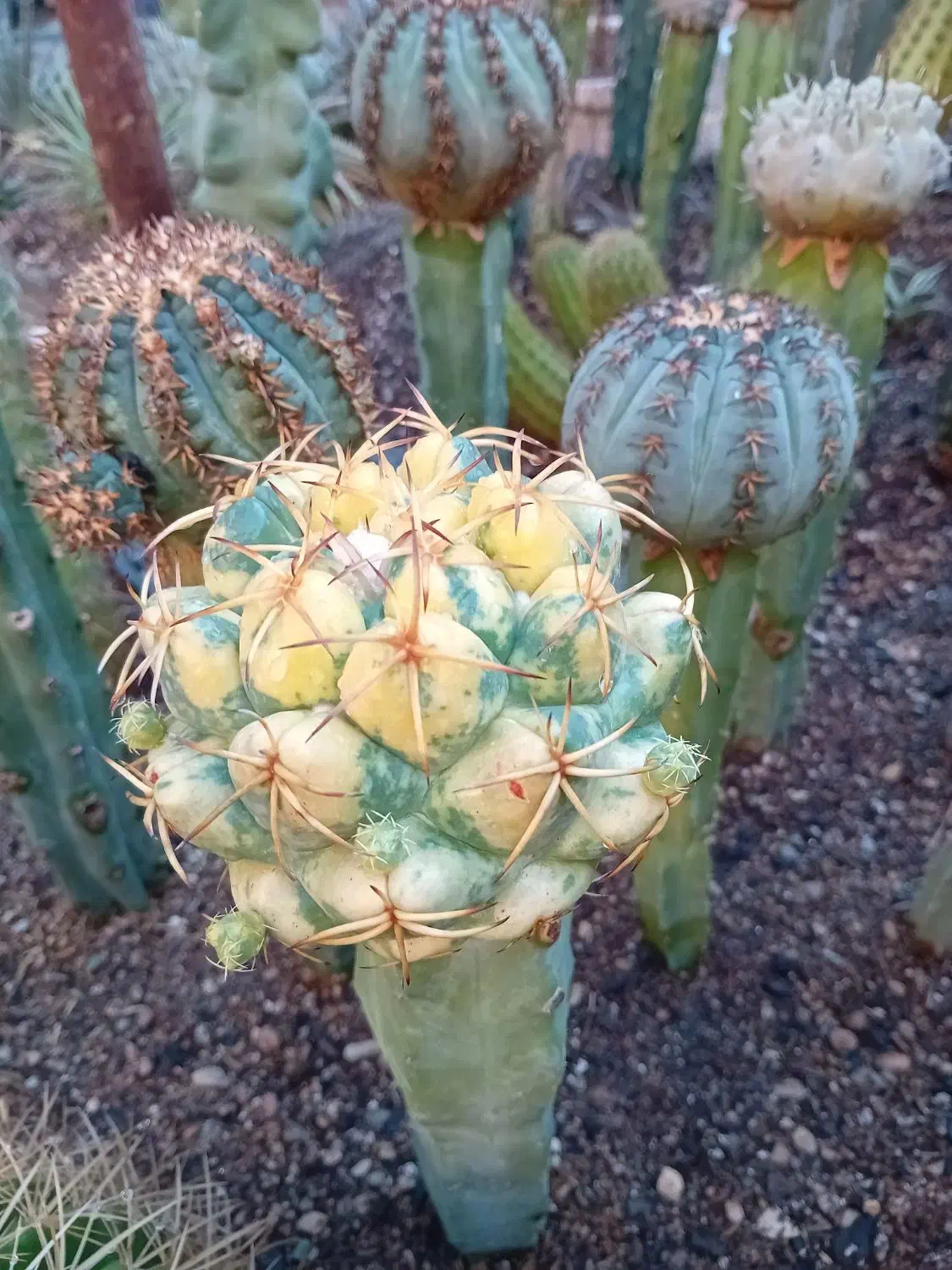 کاکتوس .گل .|گل و گیاه طبیعی|کازرون, |دیوار