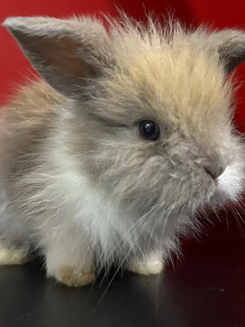 خرگوش لپ شیطون|موش و خرگوش|ساری, |دیوار