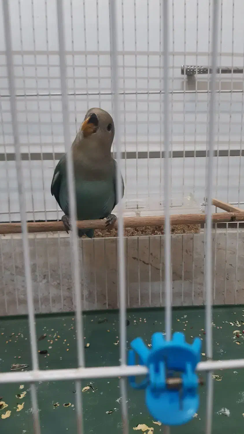 طوطی کوتوله|پرنده|نیشابور, شریعتی|دیوار