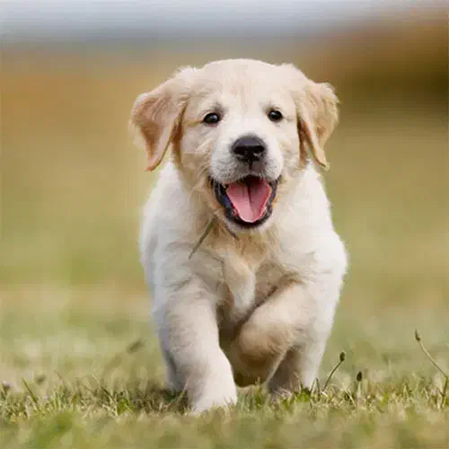 سگ گم شده|سگ|نجف‌آباد, یزدانشهر|دیوار