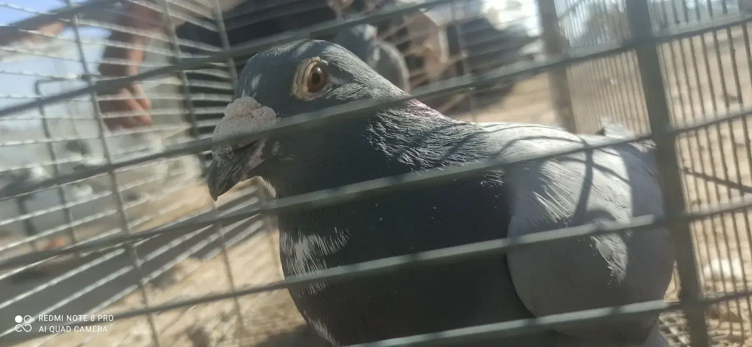 فوری کفتر مسافتی|پرنده|فردوس (خراسان), |دیوار