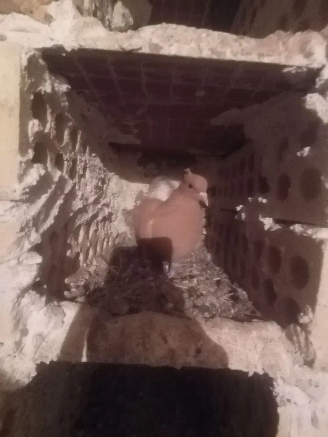 زرد دم سفیدماده|پرنده|دوگنبدان, |دیوار