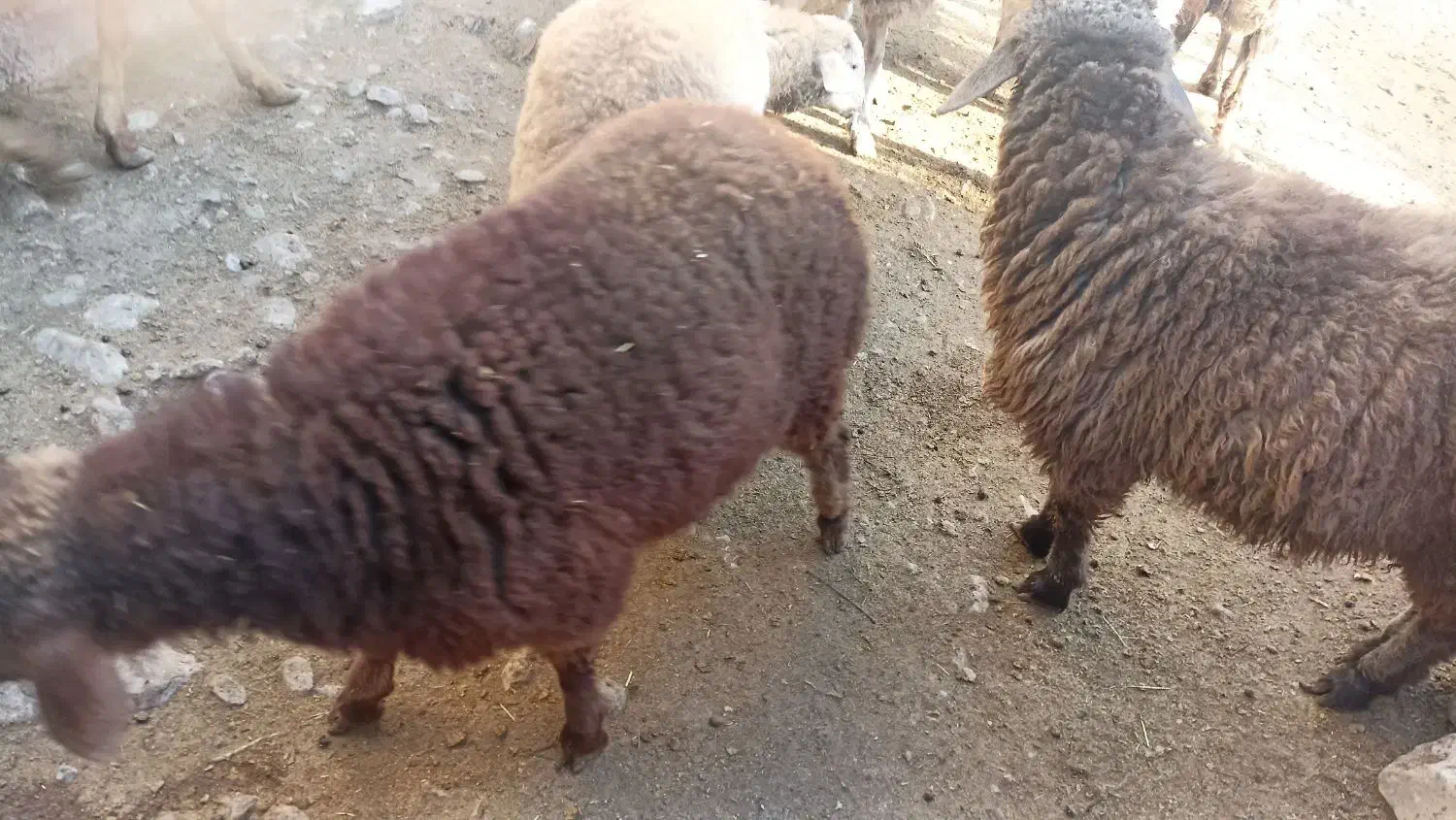 گوسفند|حیوانات مزرعه|فاروج, |دیوار