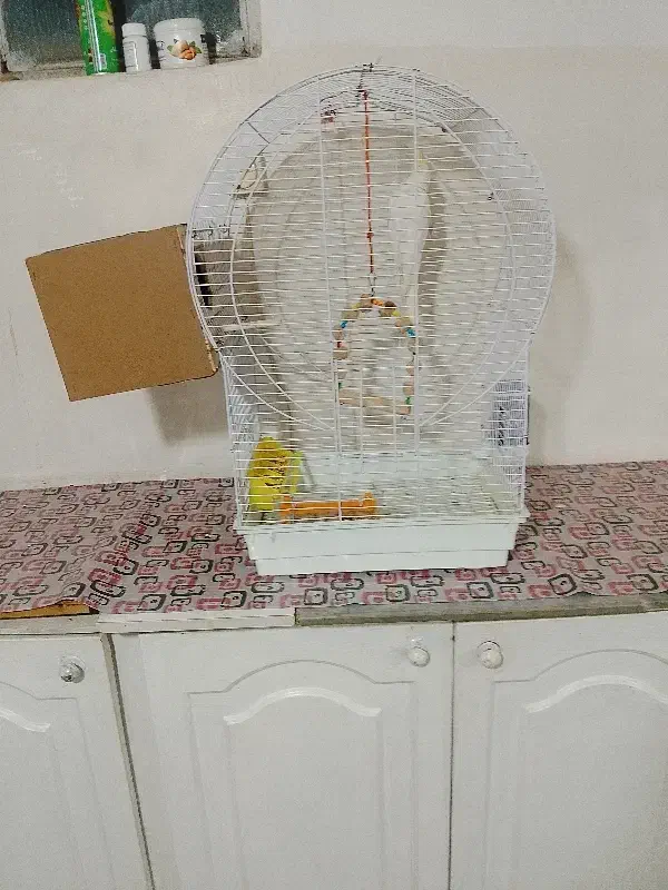 یک جفت عروس هلندی|پرنده|بوئین زهرا, |دیوار