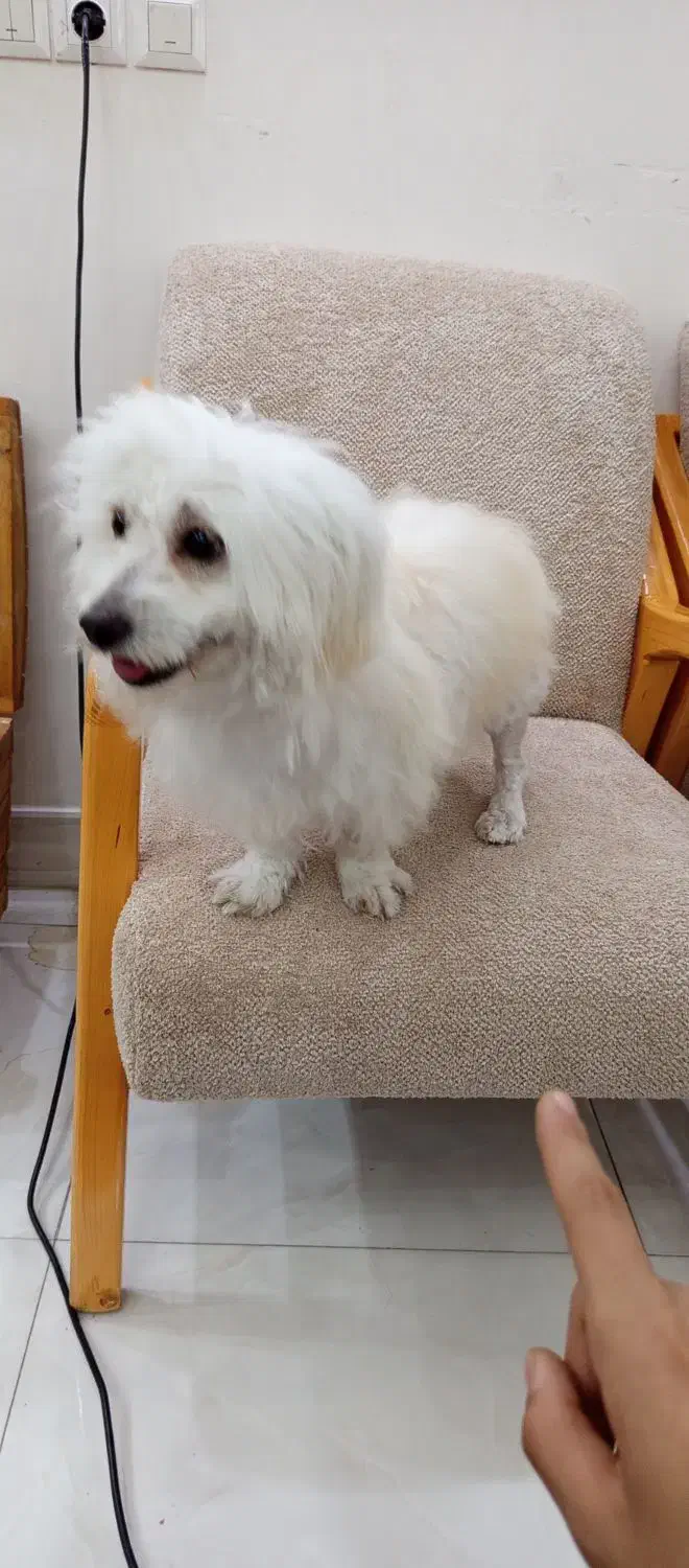 سگ شیتزو|سگ|بندر ماهشهر, |دیوار