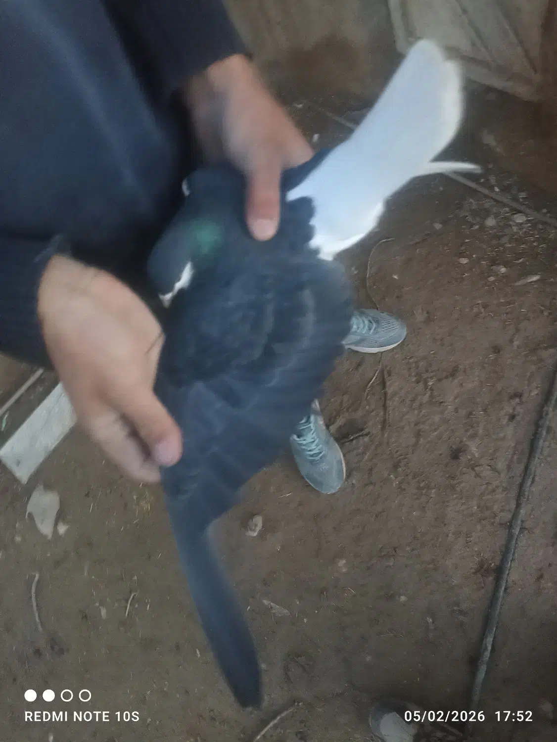 پلاکی شهری|پرنده|شیراز, زیباشهر|دیوار