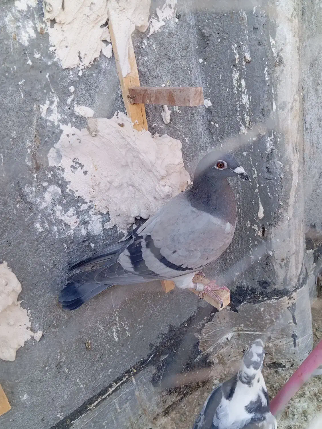 چهارتا کفتر همه نر|پرنده|مه ولات, |دیوار