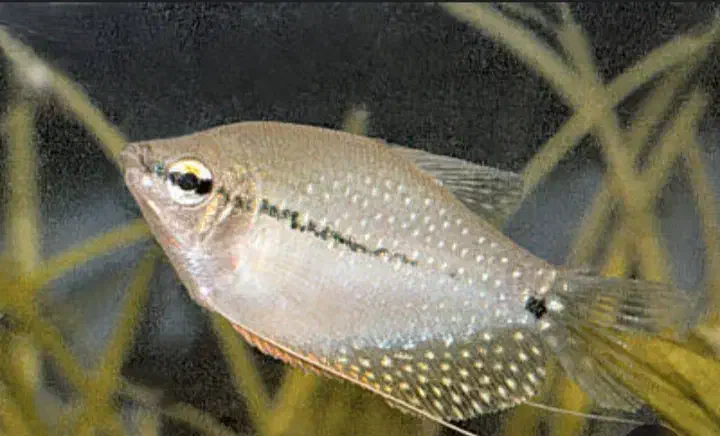 ماهی گیاه خوار|ماهی|یزد, |دیوار