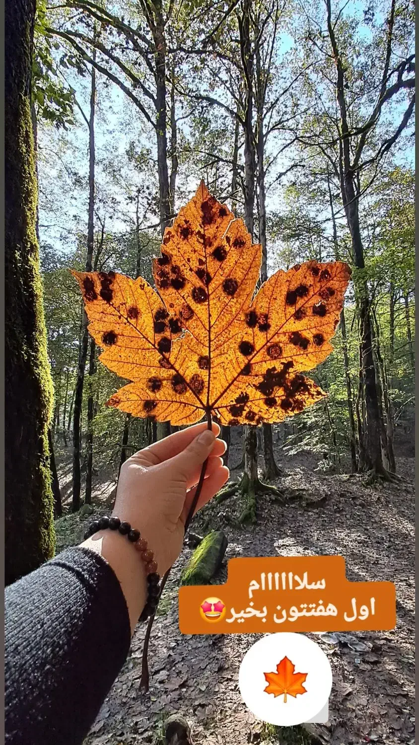 یک تکه طلا پیدا شده|اشیا|اراک, |دیوار