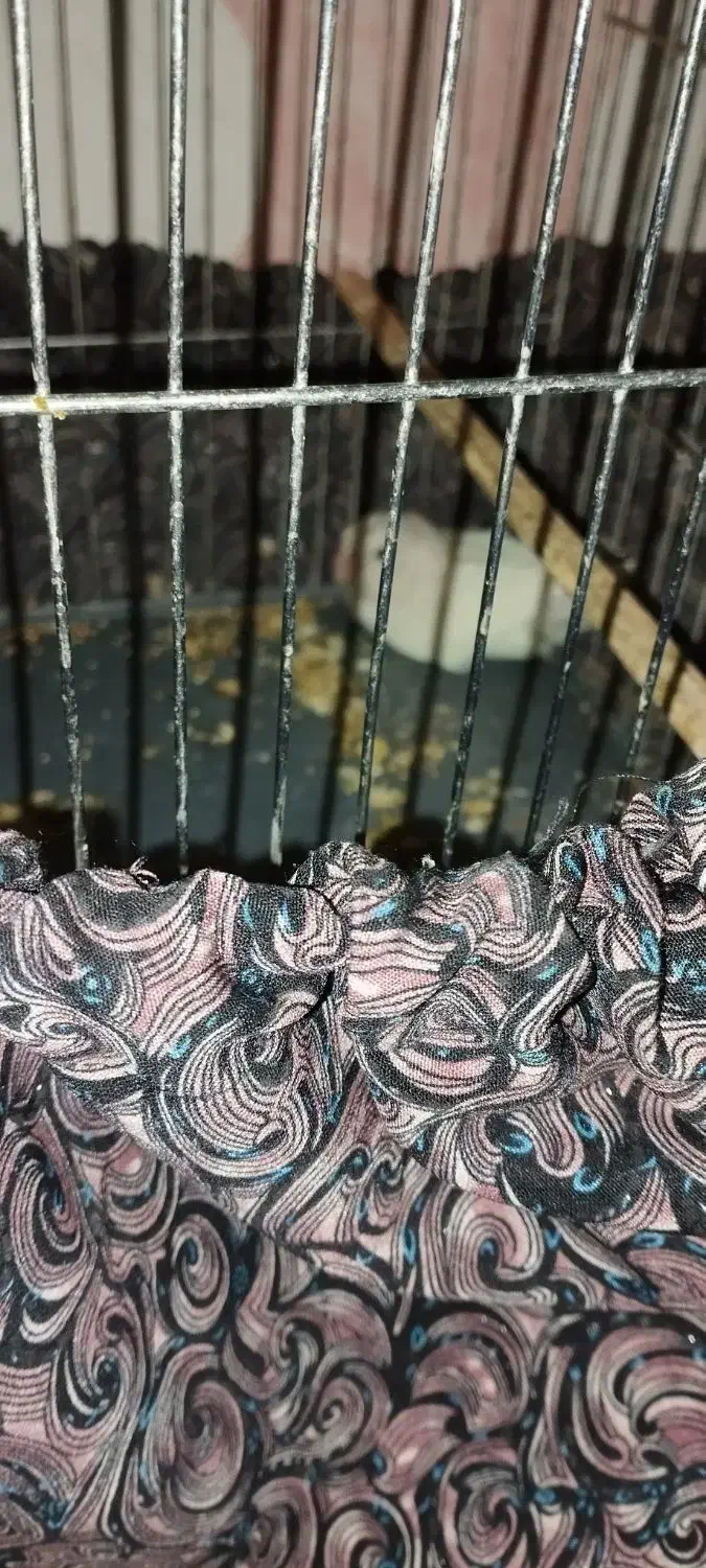 طوطی کوتوله یک عددویک جفت مرغ عشق با تخم|پرنده|شوش, |دیوار