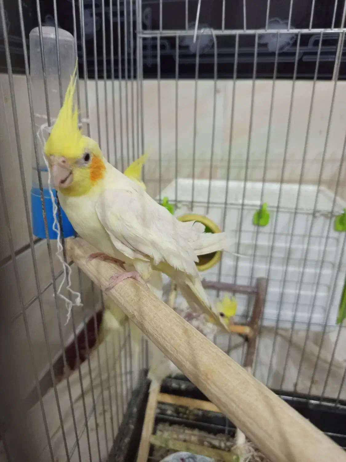 یه جفت عروس هلندی لیتونو الان روتخم هست|پرنده|خفر, |دیوار