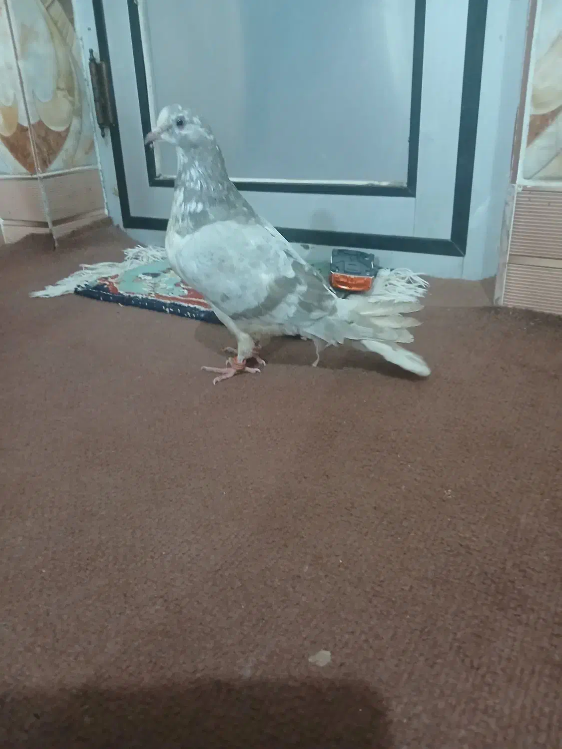 کبوتر کاکولی سروکله دار|پرنده|آق قلا, |دیوار