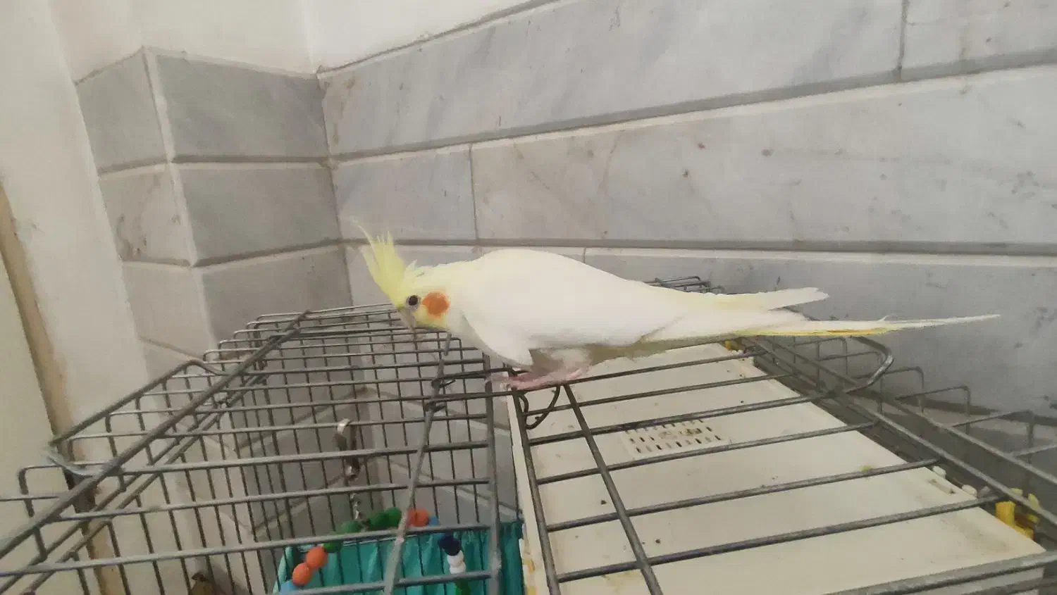 عروس هلندی ماده|پرنده|خنجین, |دیوار