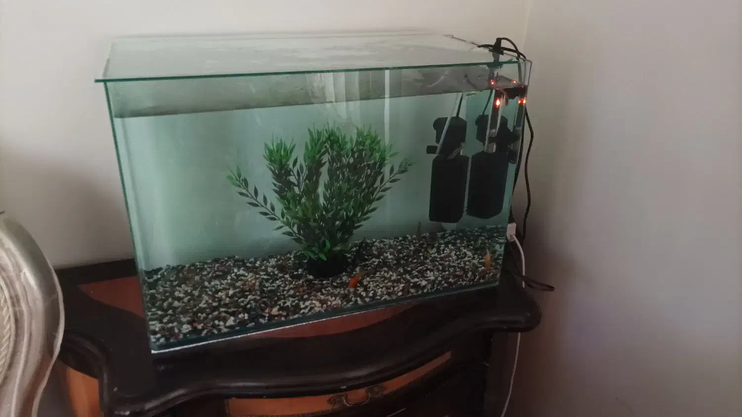 آکواریوم|ماهی|قدس, شهر‌قدس|دیوار