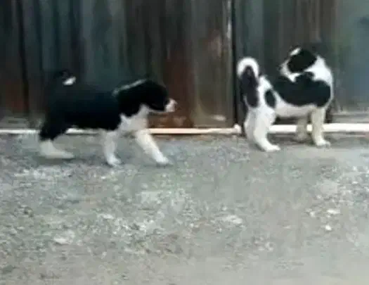 سگ.،،|سگ|شیراز, فرگاز|دیوار