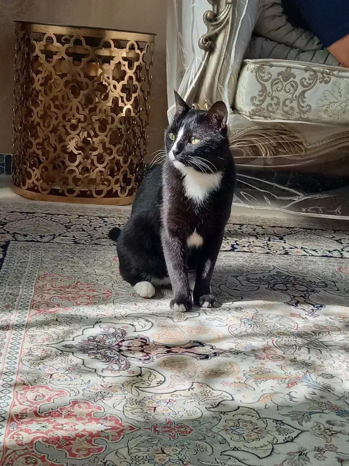 گربه گمشده|حیوانات|اهواز, گلستان|دیوار