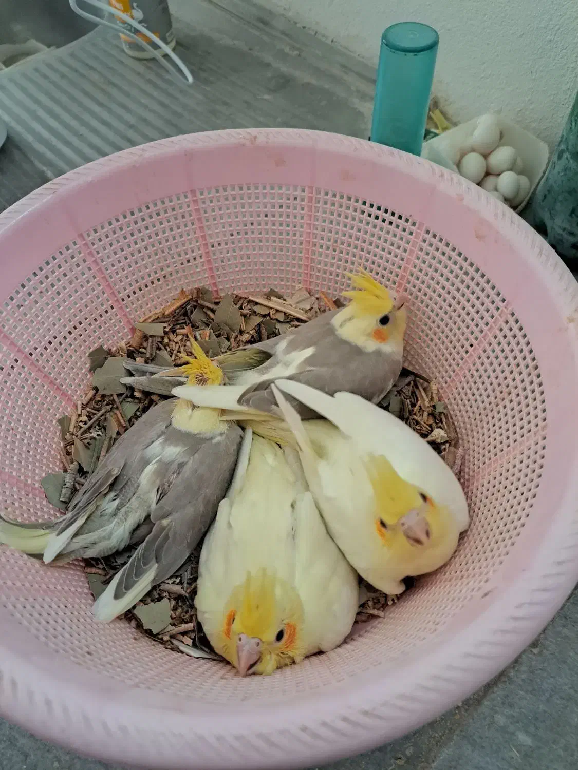 سالن عروس هلندی حیدری|پرنده|شاهرود, |دیوار