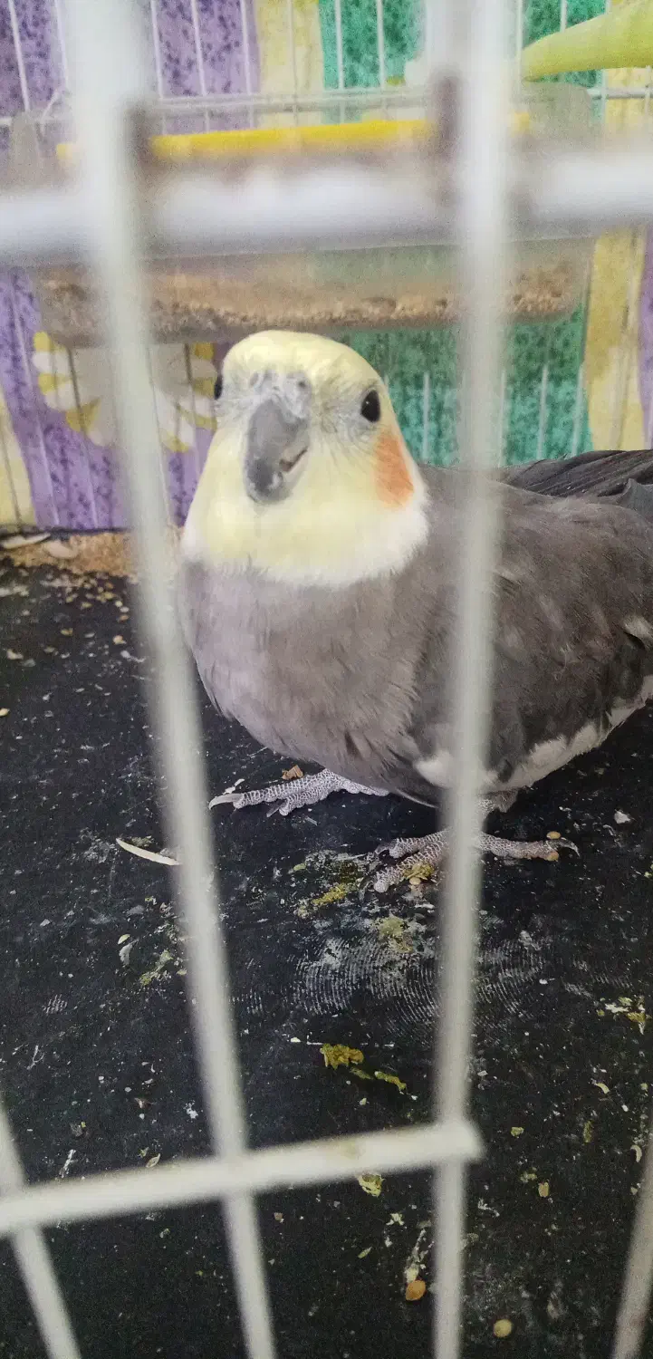 سلام دوتا عروس هلندی سالم سر حال جفت هستن|پرنده|نیشابور, بزرگمهر|دیوار