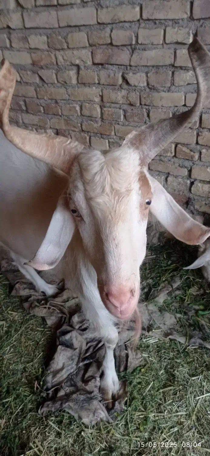 چبش سانن اصل|حیوانات مزرعه|بیرجند, |دیوار