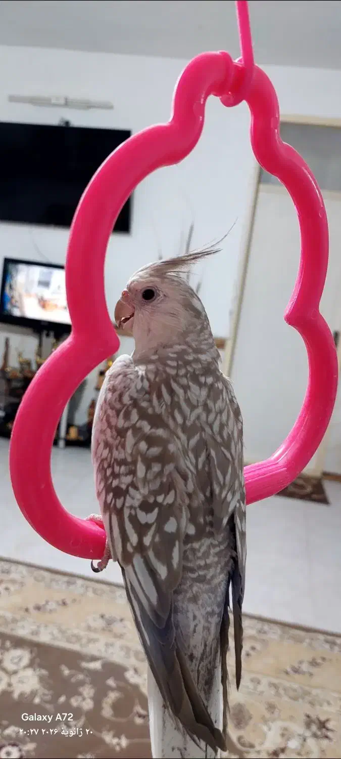 عروس هلندی|پرنده|آبکوه, |دیوار