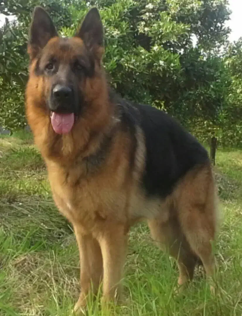 سگ ژرمن شولاین|سگ|تهران, تهرانسر غربی|دیوار