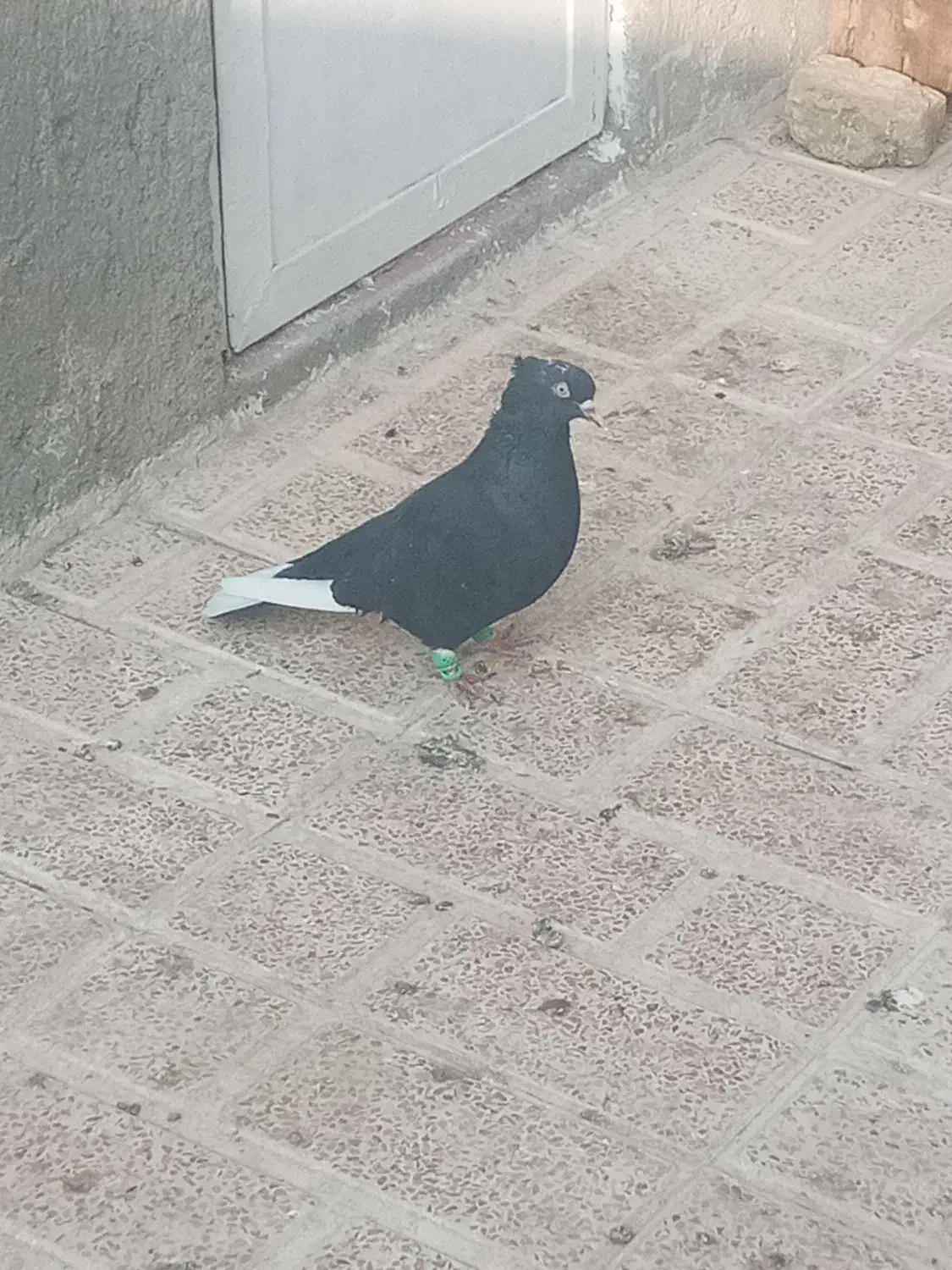 قاراسیاه ماده کاکلی|پرنده|محمدیه-قزوین, |دیوار