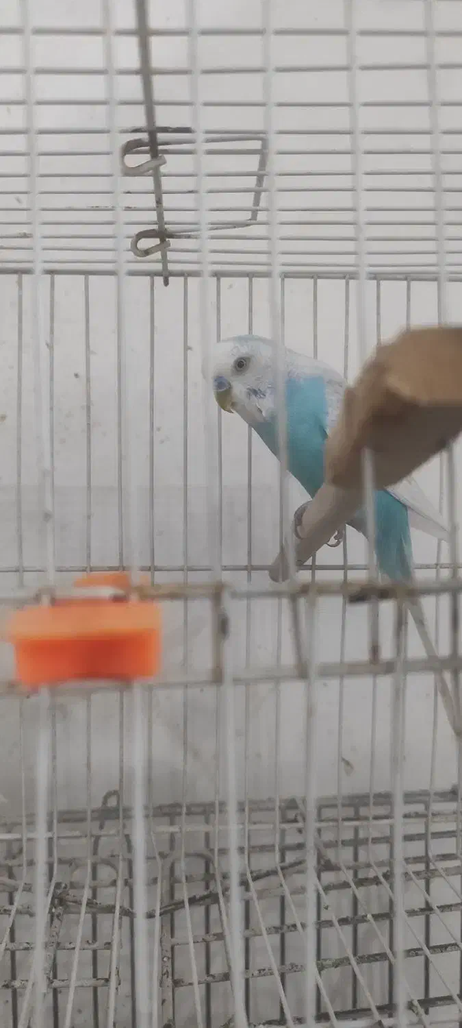 عروس هلندی سخنگو و مینا سخنگو و مرغ عشق سخنگو|پرنده|مشهد, شهرک بهارستان|دیوار