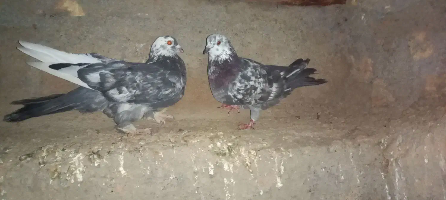 کبوتر فیت مطابق عکس|پرنده|بن, |دیوار