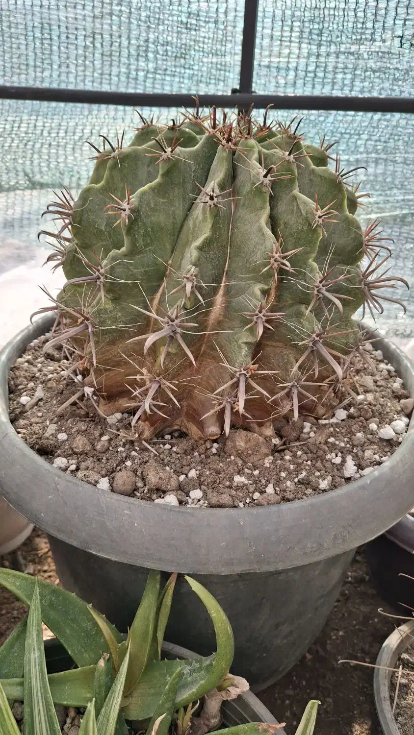 سرگرمی|کلکسیون و سرگرمی|تهران, خزانه|دیوار