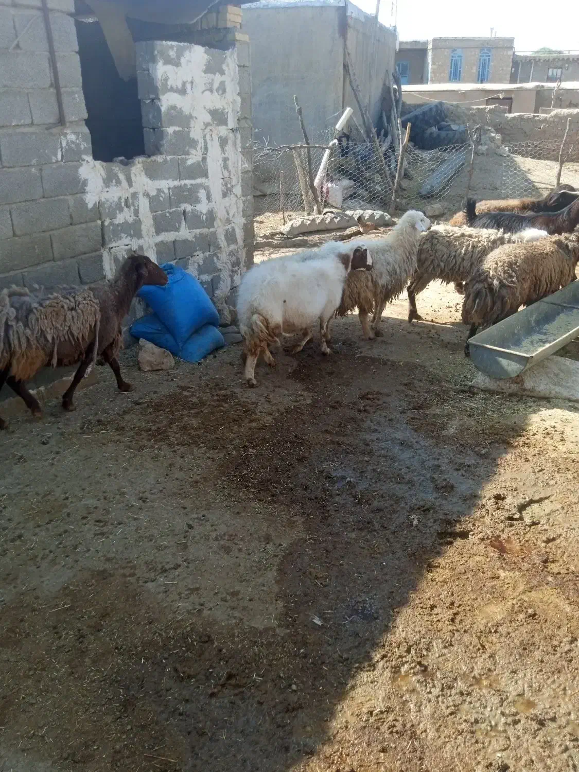 ۸راس میش|حیوانات مزرعه|کوهدشت, |دیوار