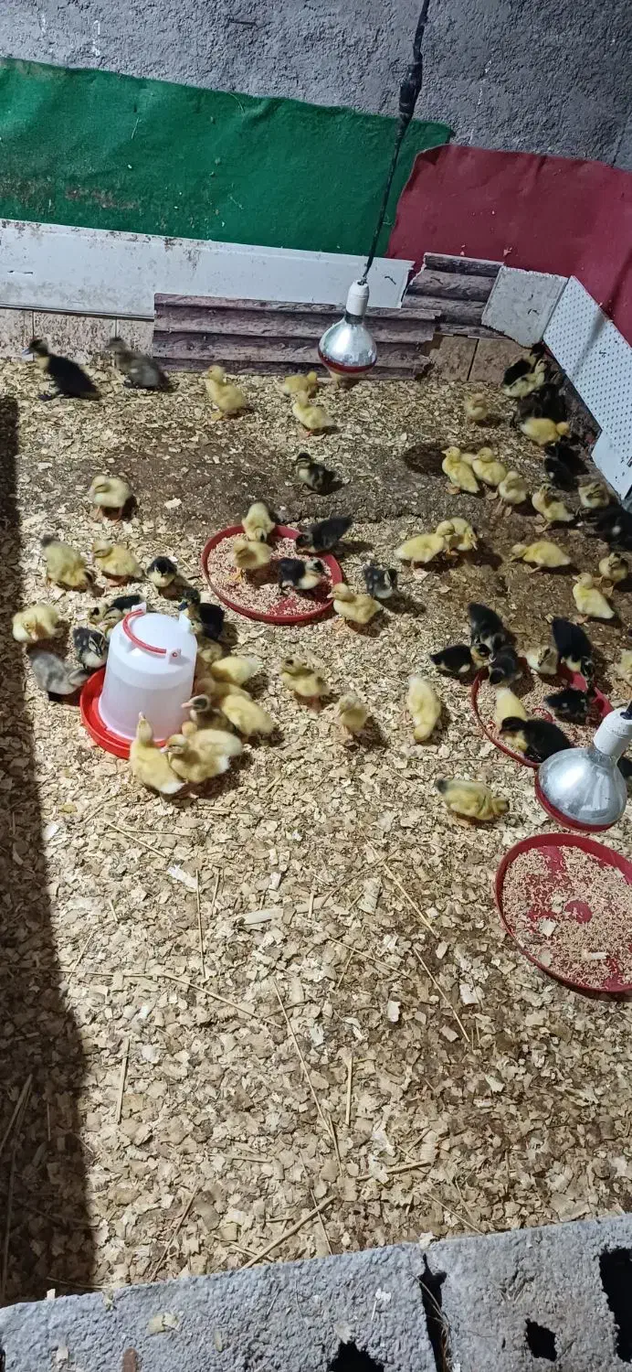 اردک محلی|حیوانات مزرعه|ماسال, |دیوار