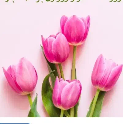 باغ و باغچه   گل|حراج|تربت‌حیدریه, مسجد جامع|دیوار