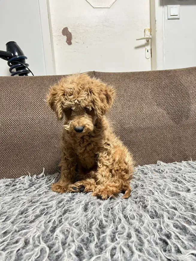 تاینی پودل ۱۰ ماهه ۲ کیلو|سگ|تهران, شهرک آزمایش|دیوار